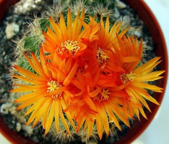 Parodia _mairanana _h2